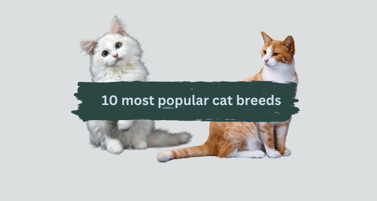 10 most popular cat breeds in the world