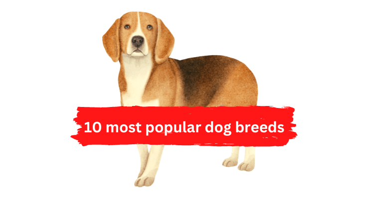 10 most popular dog breeds