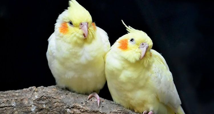 pet bird species
