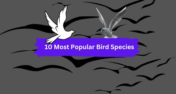 10 most popular pet bird species in the world
