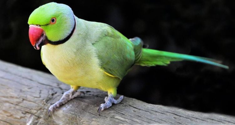top 10 most popular pet birds