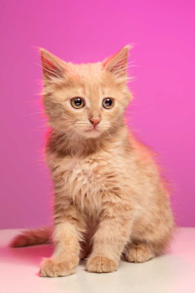 Persian is in ten most popular cat breeds