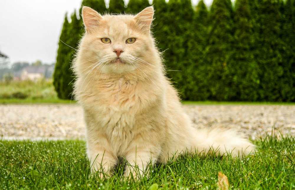 Maine Coon is one of the best looking cat breeds