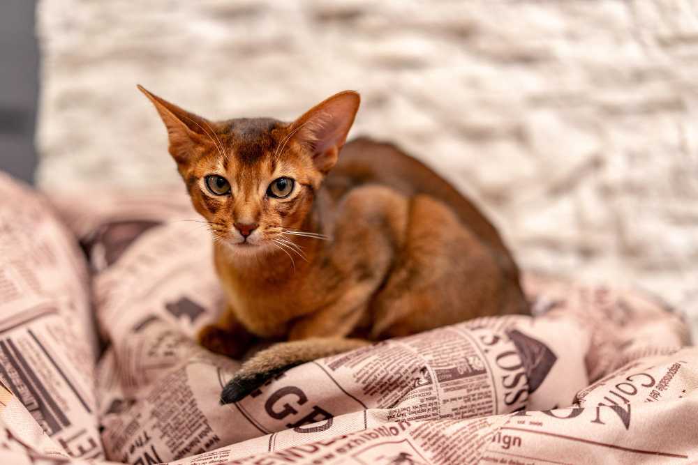 Abyssinian cats are also popular in the world