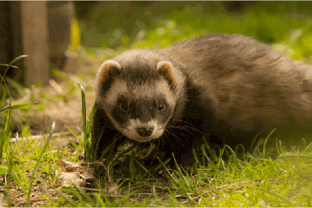 ferrets became extremely demanded animals