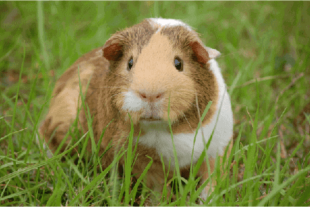 Although guinea pigs are used for medical research.