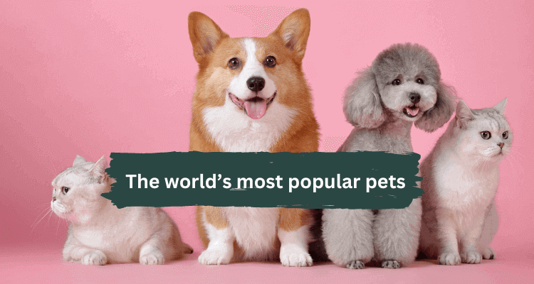 The world's most popular pets