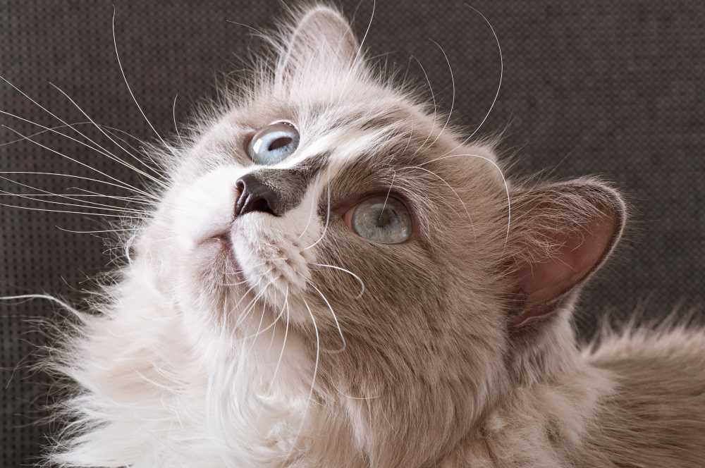Ragdoll is one of the best cat breeds in the world