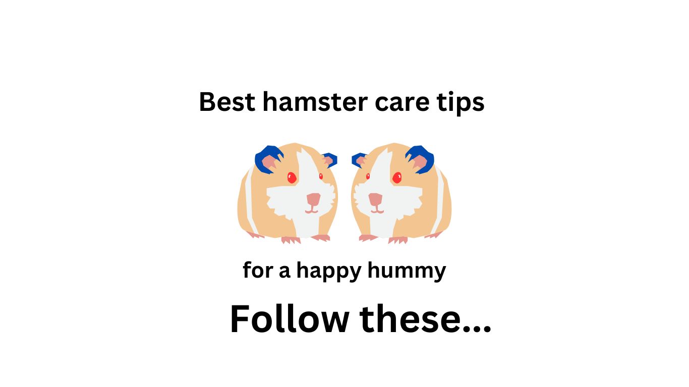 Basic hamster care tips