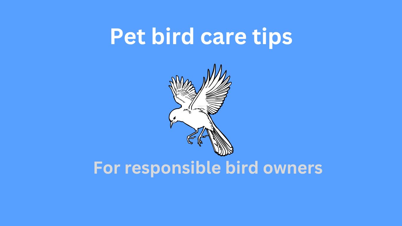 Take care of your pet birds