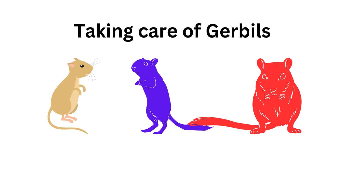 Taking care of gerbils