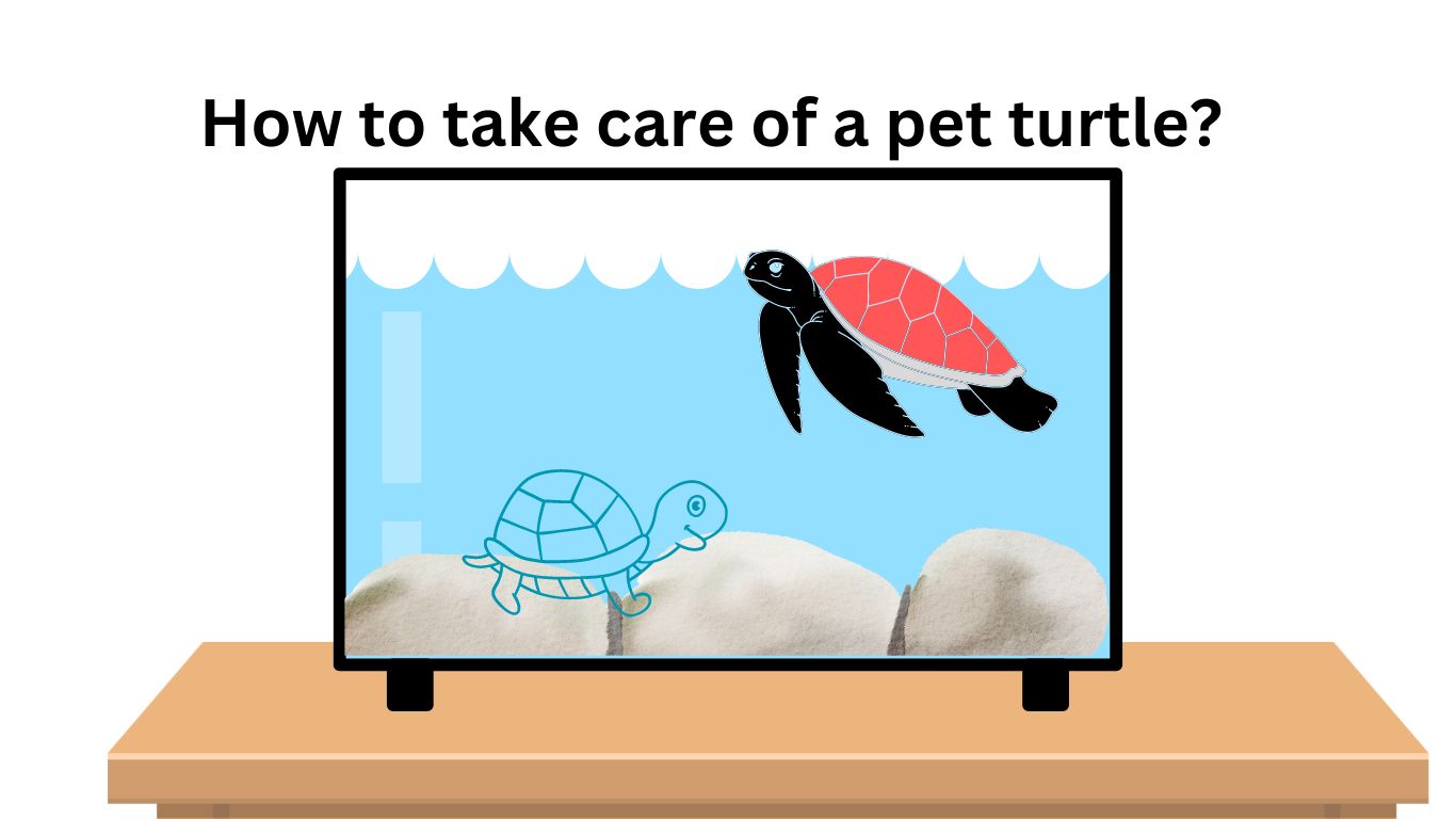 caring for a pet turtle