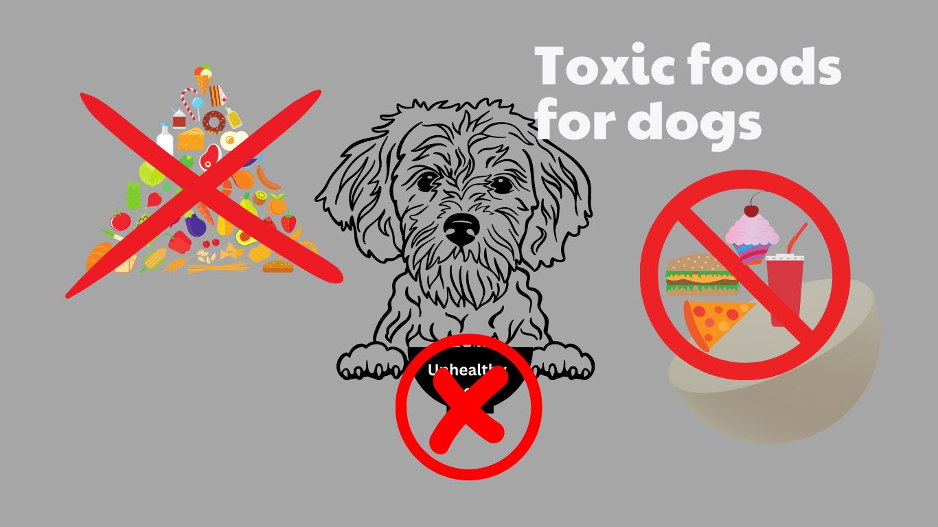 most dangerous foods for dogs