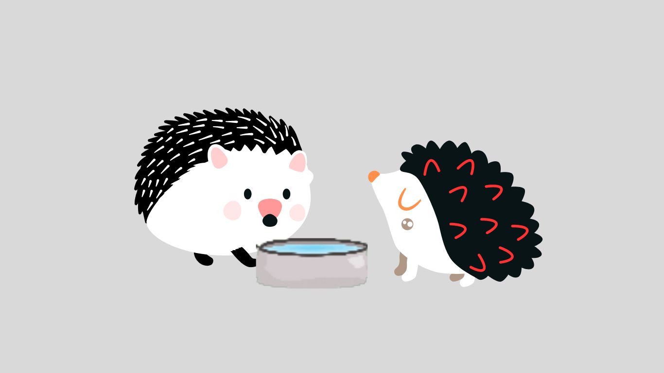 hedgehogs are drinking water