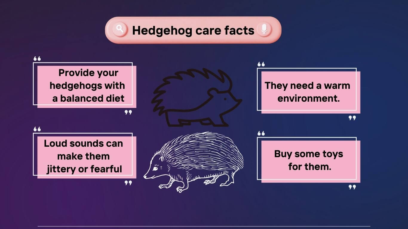 are hedgehogs difficult to care for
