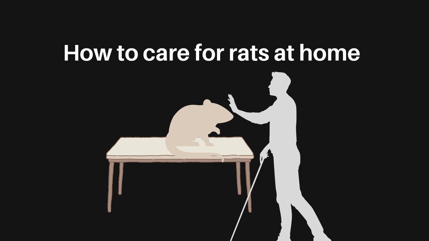 how to care for rats at home