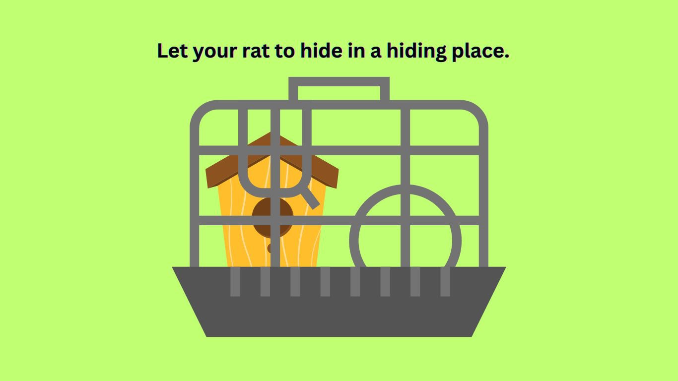 how to look after a pet rat