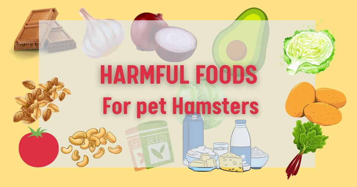 dangerous foods for hamsters