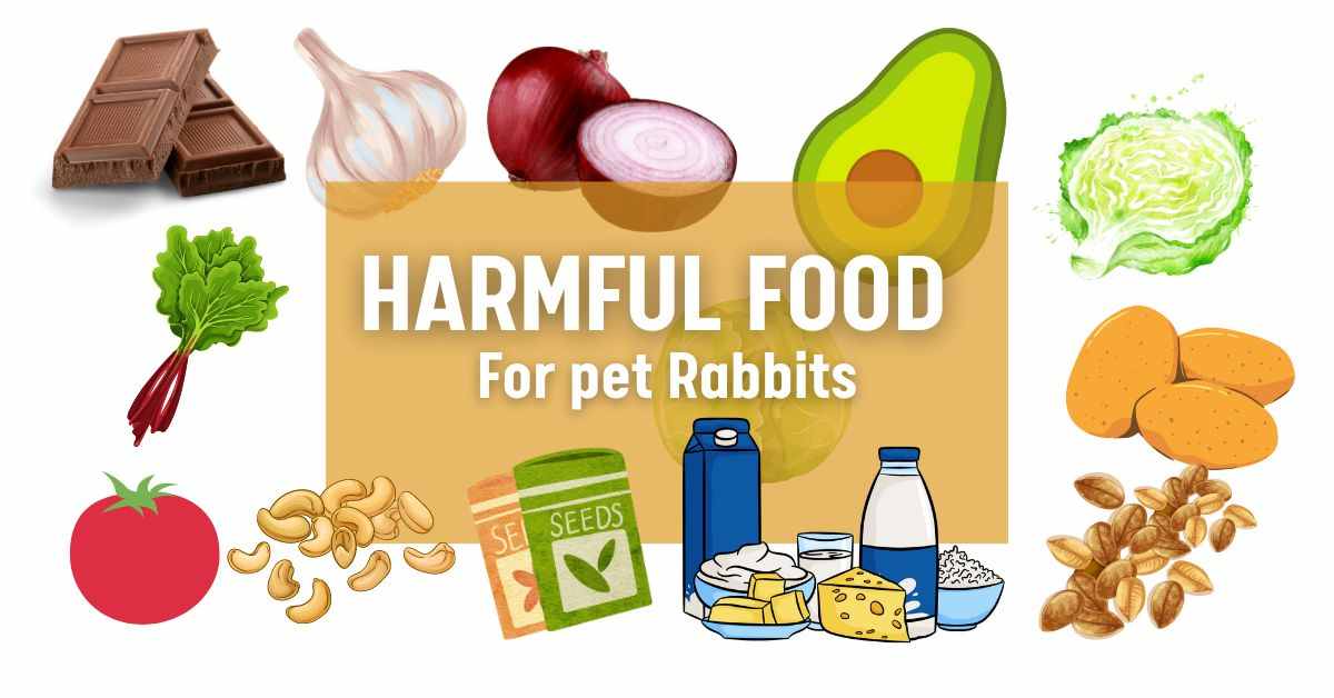 harmful foods for pet rabbits