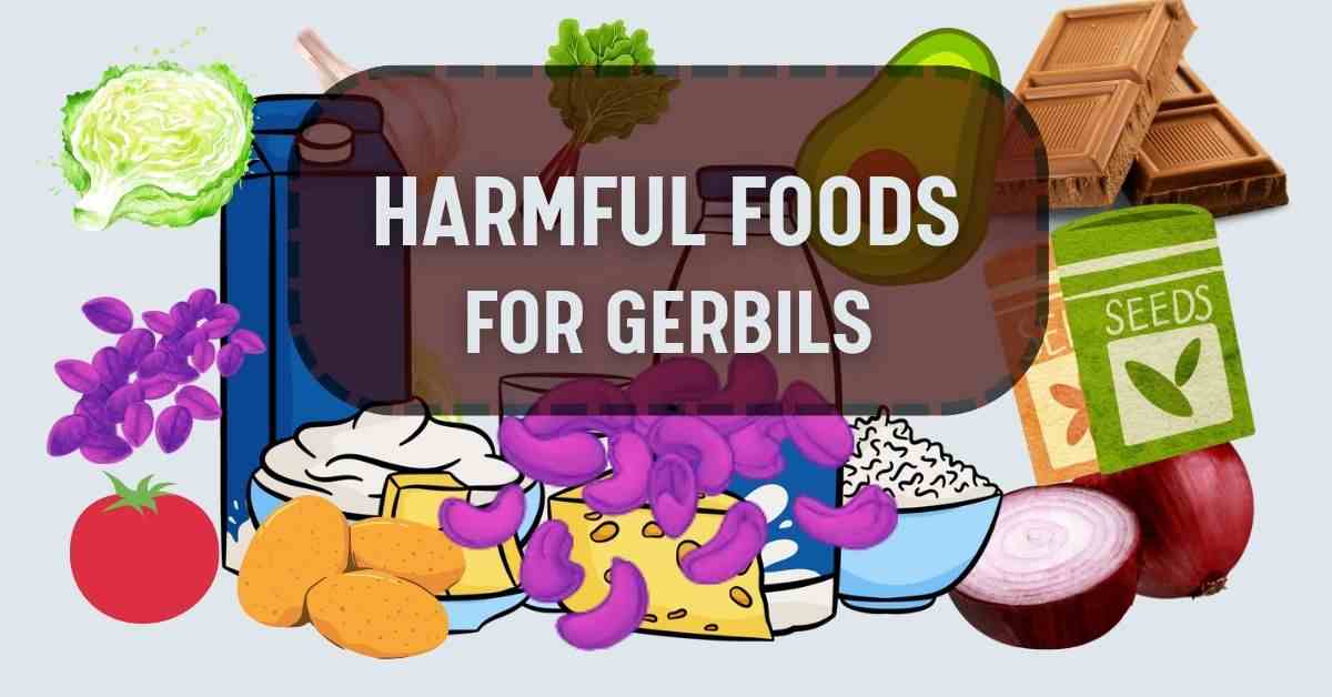 poisonous food items for gerbils, what food kills gerbils, what food is toxic to gerbils, toxic foods for gerbils, dangerous foods for gerbils, harmful foods for gerbils;