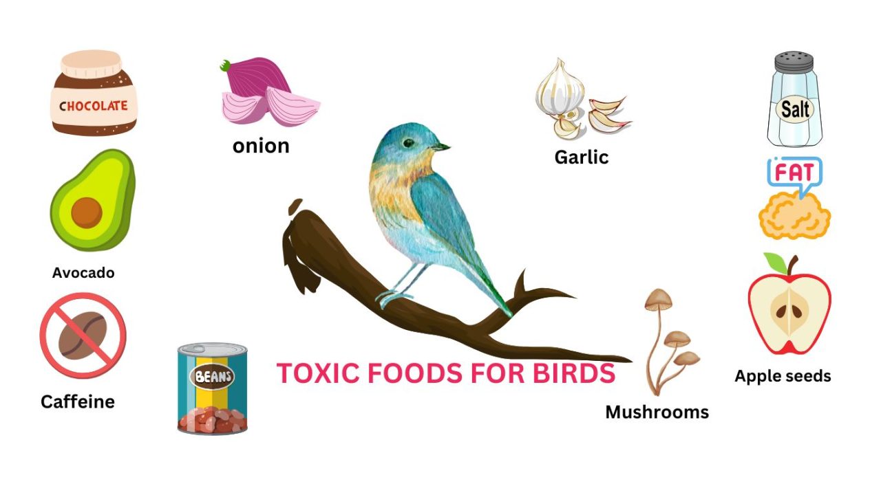 toxic foods for birds