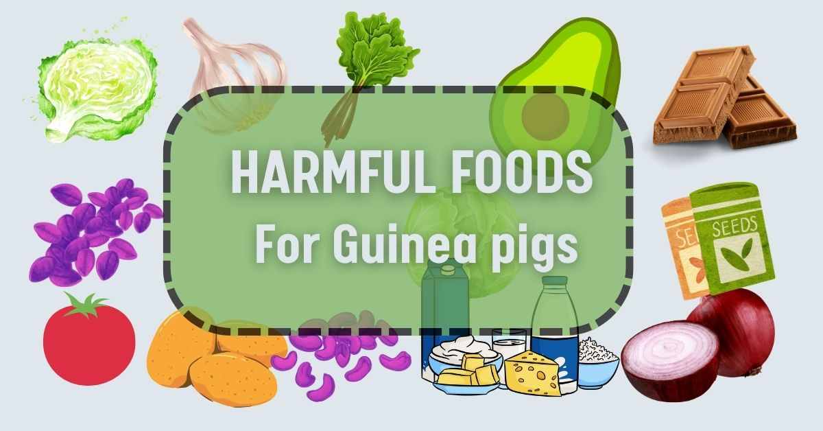 toxic foods for guinea pigs, Foods toxic to guinea pigs