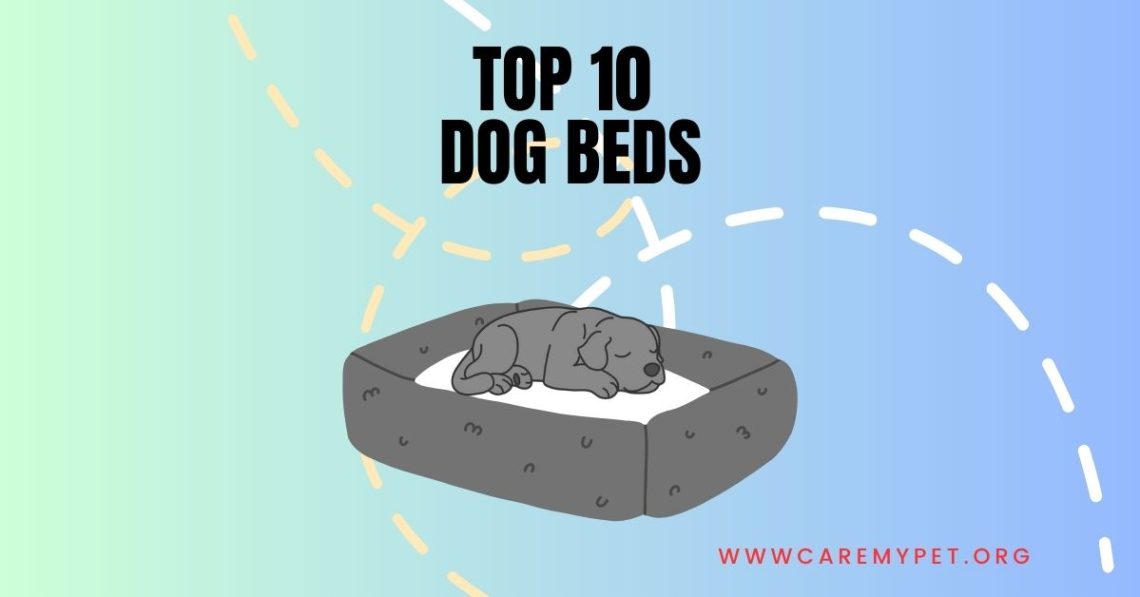 best dog beds for your canine companion.