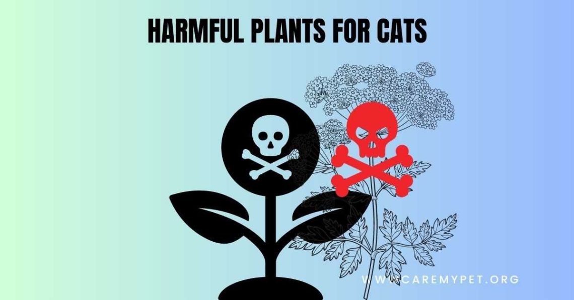 toxic plants for pets toxic plants for pets with pictures list of toxic plants for pets toxic house plants for pets harmful plants for pets what plants are dangerous to pets