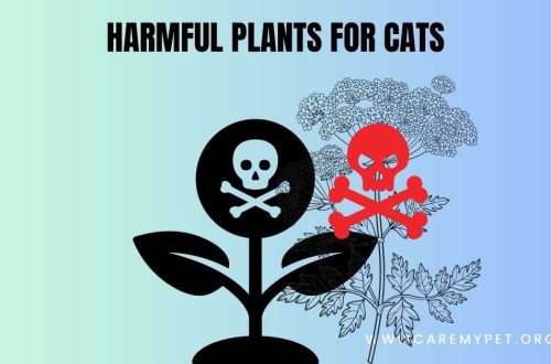 toxic plants for pets toxic plants for pets with pictures list of toxic plants for pets toxic house plants for pets harmful plants for pets what plants are dangerous to pets