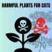 Harmful plants for pets