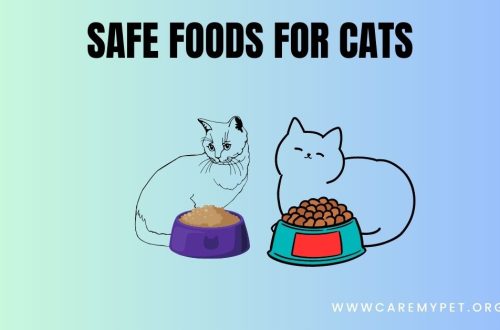 best wet food for cats best kitten food best food for cats best dry food for cats best cat food for indoor cats safe foods for cats