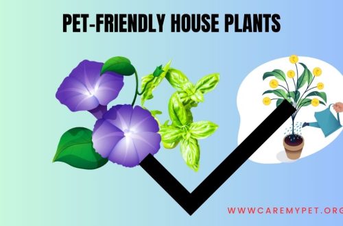 pet safe house plants