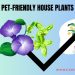 List of pet safe house plants