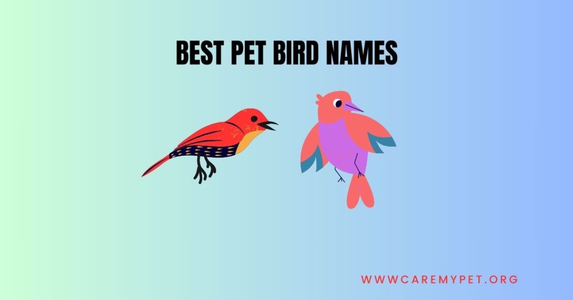 Best pet bird names