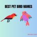 Best pet bird names in the world
