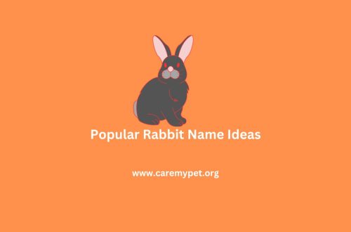 Cute rabbit names