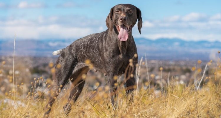 10 most popular dog breeds in the us