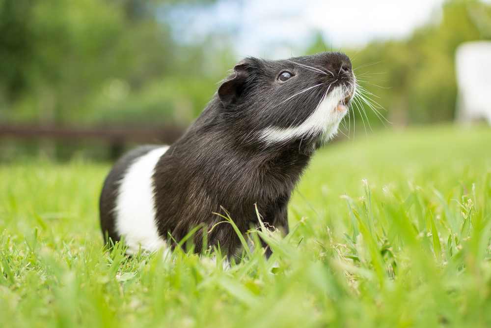 guinea pig care tips