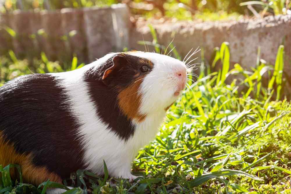 Guinea pig care tips