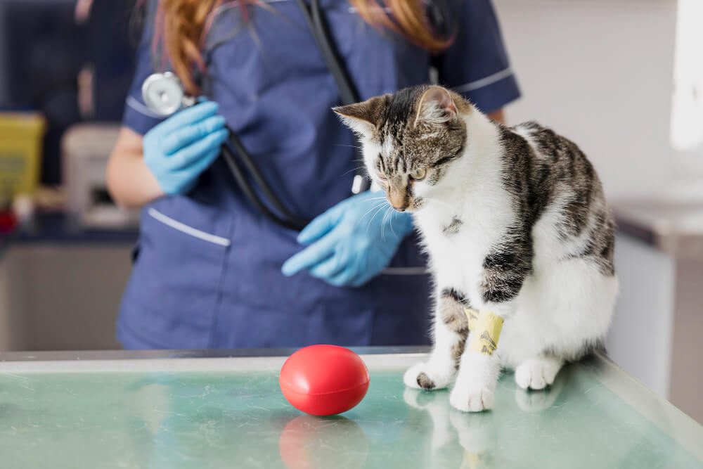 close-up-doctor-with-stethoscope-toy-cat