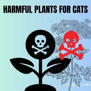 toxic plants for pets toxic plants for pets with pictures list of toxic plants for pets toxic house plants for pets harmful plants for pets what plants are dangerous to pets