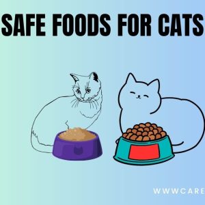 best wet food for cats best kitten food best food for cats best dry food for cats best cat food for indoor cats safe foods for cats