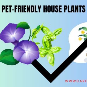 pet safe house plants