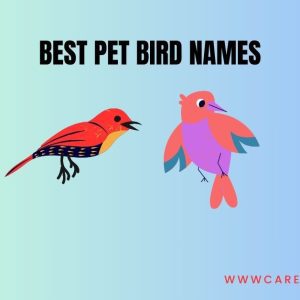 Best pet bird names