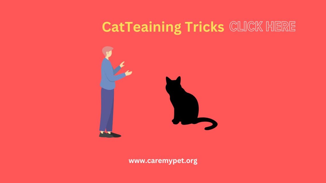 Cat training tricks
