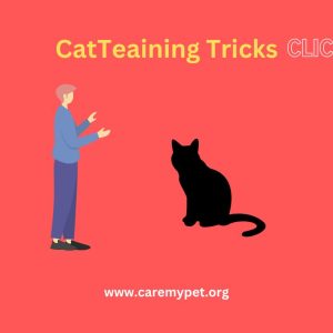 Cat training tricks