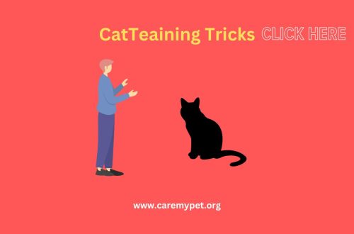 Cat training tricks