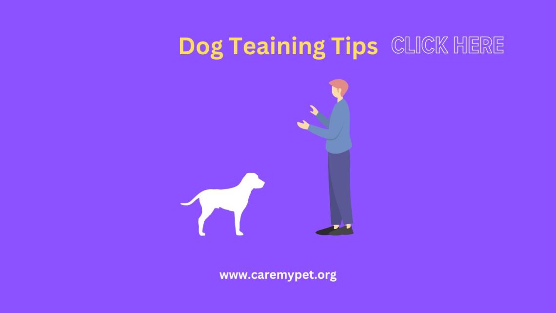 Dog training tips