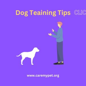 Dog training tips