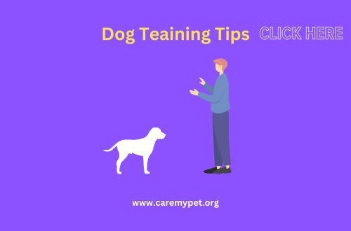 Dog training tips
